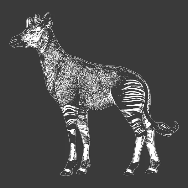 Zoo. Afrikanska faunan. Okapi. Handen ritade illustration för tatuering design, emblem, badge, t-shirt print. Gravyr av vilda djur. Klassiska vintage stil bild. — Stock vektor