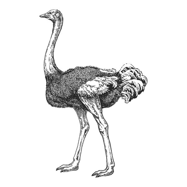 Зоопарк. Африканская фауна. Птица, страус, верблюдица. Ручная иллюстрация для рисунка татуировки, эмблемы, значка, печати футболки. Гравировка дикого животного. Классический винтажный стиль
.