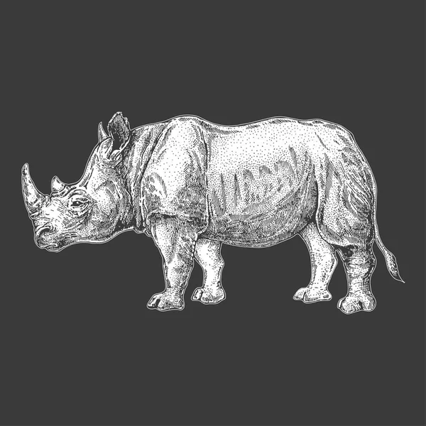 Zoológico. Fauna africana. Rinoceronte, rinoceronte. Ilustración dibujada a mano para el diseño del tatuaje, emblema, insignia, impresión de la camiseta. Grabado de animales salvajes. Imagen de estilo vintage clásico . — Vector de stock