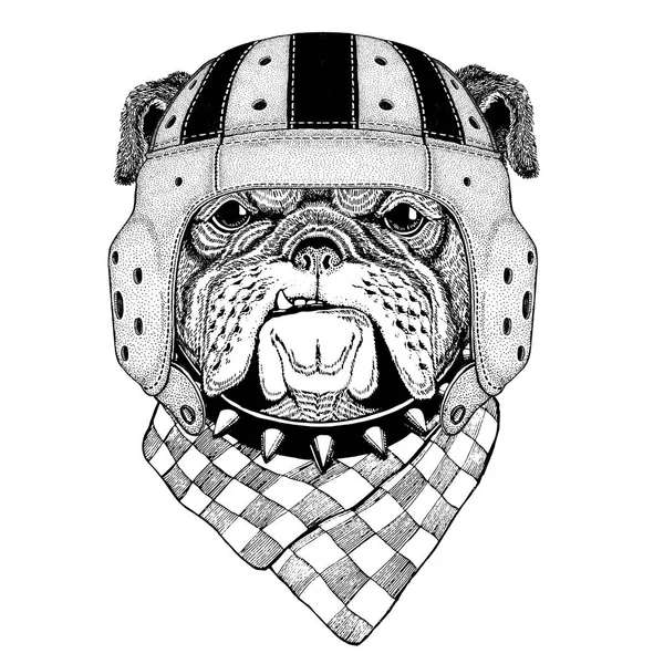 Bulldogge wildes Tier trägt Rugbyhelm Sport Illustration — Stockvektor