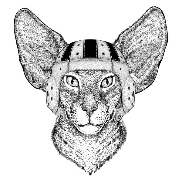 Orientalisk katt med stora öron vilda djur bär rugby hjälm Sport illustration — Stock vektor