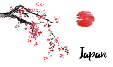 Japonya geleneksel sumi-e boyama. Sakura, kiraz çiçeği. Hint mürekkebi çizimde. Japon resim.