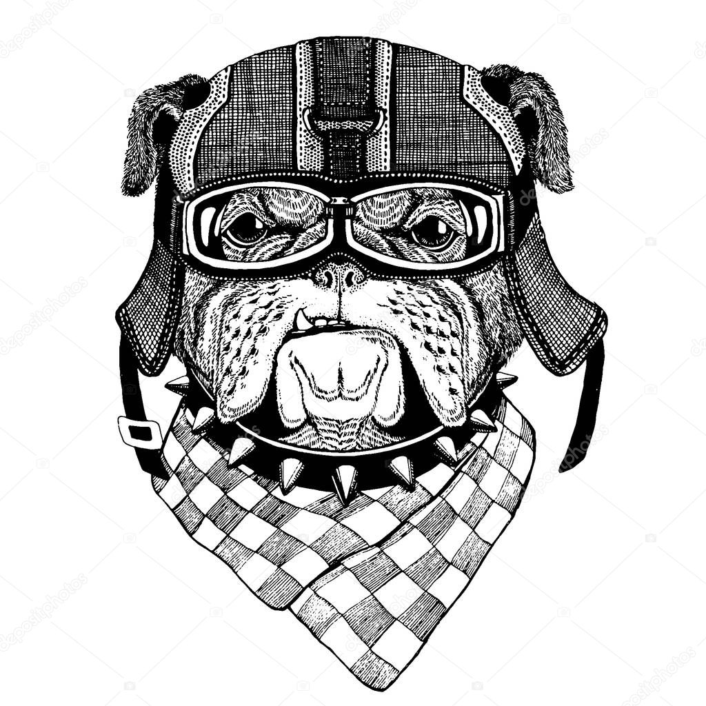 Bulldog, dog. Animal wearing motorycle helmet. Image for kindergarten children clothing, kids. T-shirt, tattoo, emblem, badge, logo, patch