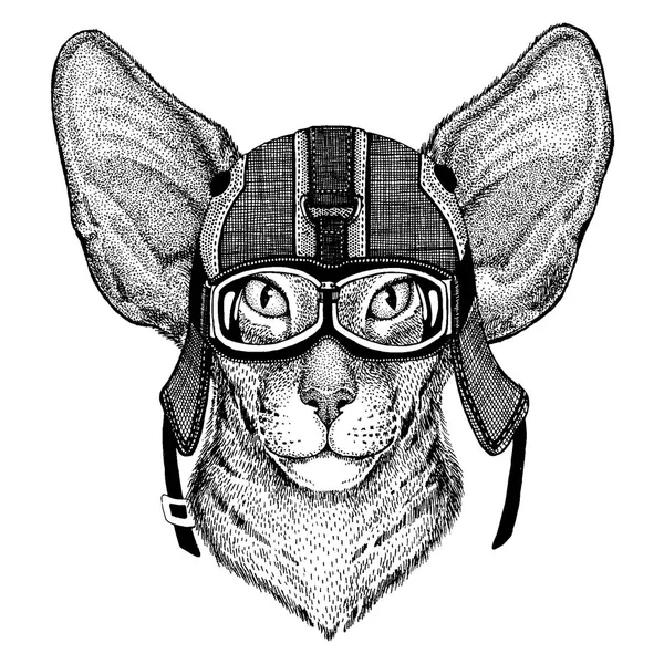 Восточный кот Хипстер животное в мотоциклетном шлеме. Изображение для детской одежды детского сада, детей. Футболка, татуировка, эмблема, значок, логотип, пластырь — стоковый вектор