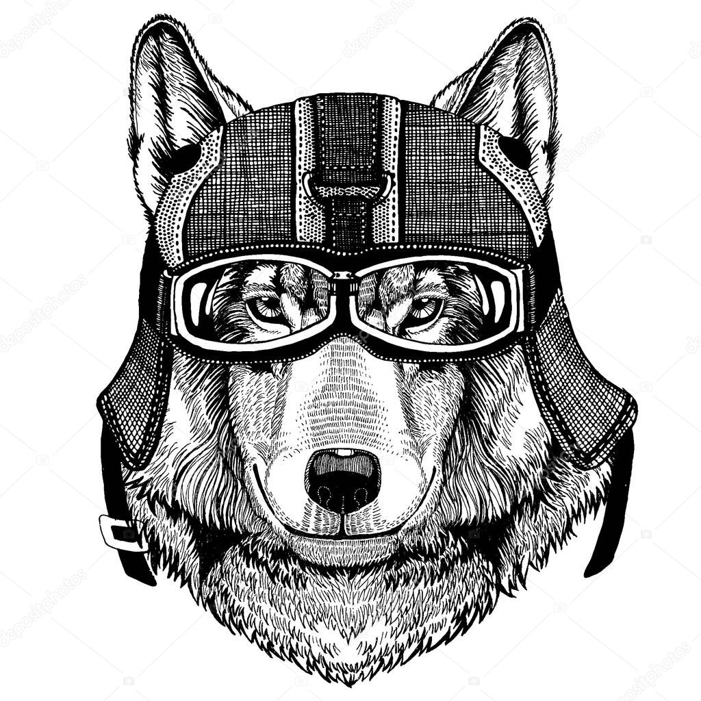 Animal wearing motorycle helmet. Image for kindergarten children clothing, kids. T-shirt, tattoo, emblem, badge, logo patches