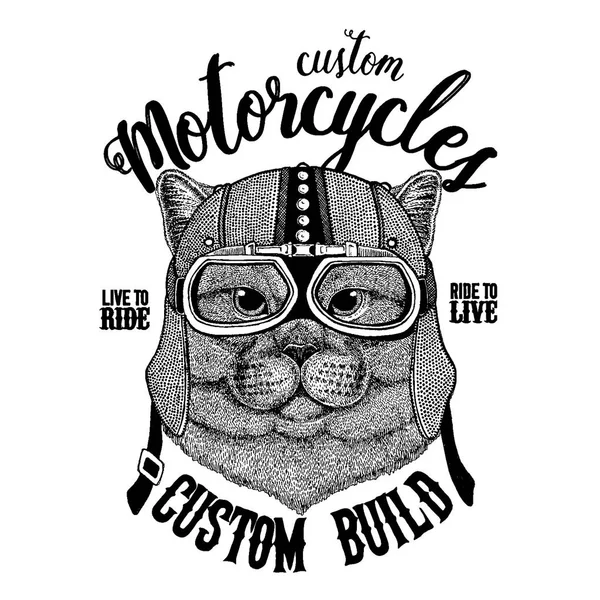 Brithish noble gato motorista masculino, animal de la motocicleta. Imagen dibujada a mano para tatuaje, emblema, insignia, logotipo, parche, camiseta — Vector de stock