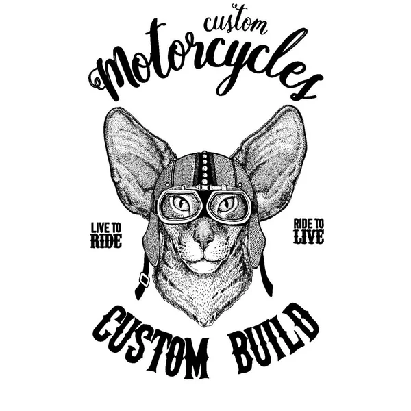 Oriental gato com orelhas grandes motociclista, animal de motocicleta. Imagem desenhada à mão para tatuagem, emblema, crachá, logotipo, patch, t-shirt —  Vetores de Stock