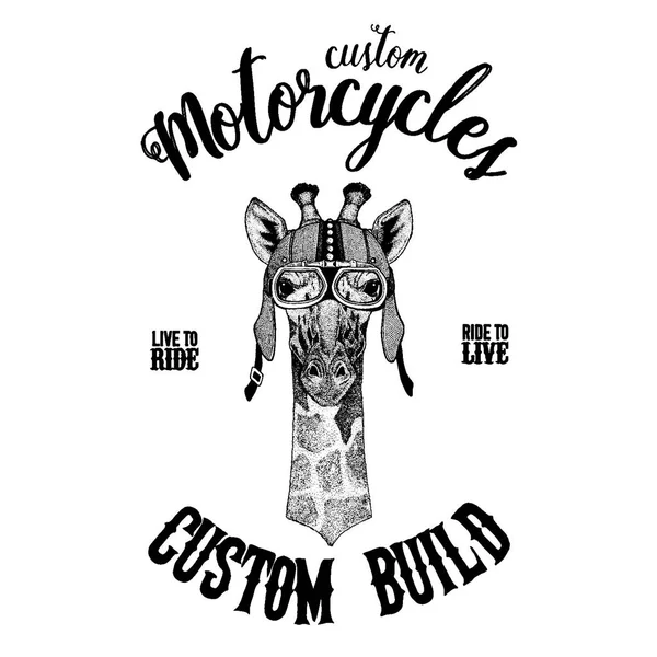 Camelopard, giraffa motociclista, animale da moto. Immagine disegnata a mano per tatuaggio, emblema, distintivo, logo, patch, t-shirt — Vettoriale Stock