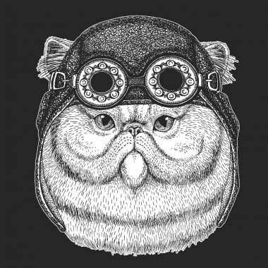 Portre dövme, logo, amblem, rozet için kabarık Farsça kedi şirin bulanık el çekilmiş resmi yama serin hayvan giyen havacı, motosiklet, motosiklet kask.