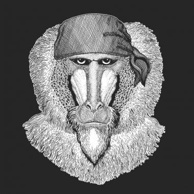 Maymun, maymun, köpek-maymun, maymun serin korsan, denizci, seawolf, denizci, motorcu hayvan dövme, t-shirt, amblem, rozet, logo, yama için. Motosiklet bandana ile görüntü