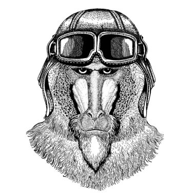 Hayvan giyen havacı kask gözlüklü. Vektör resim. Maymun, maymun, köpek-maymun, maymun el çizilmiş resim dövme, amblem, rozet, logo, yama için