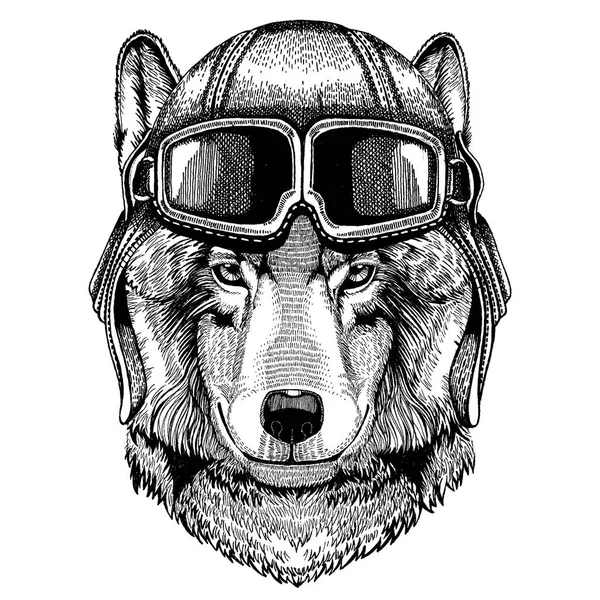 Animal wearing aviator helmet with glasses. Vector picture. Wolf, dog. Hand drawn image for tattoo, emblem, badge, logo, patch — Stock Vector