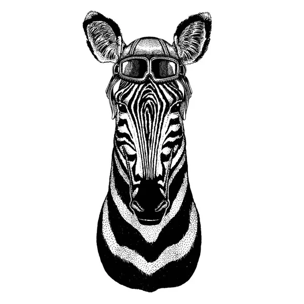 Animale indossando casco aviatore con occhiali. Foto vettoriale. Zebra, Illustrazione disegnata a mano per tatuaggio, emblema, distintivo, logo, patch — Vettoriale Stock