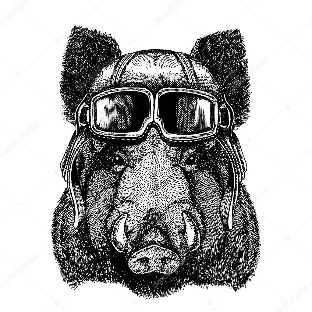 Animal wearing aviator helmet with glasses. Vector picture. Aper, boar, hog, wild boaraper, boar, hog, wild boar Hand drawn image for t-shirt, tattoo, emblem, badge, logo, patch