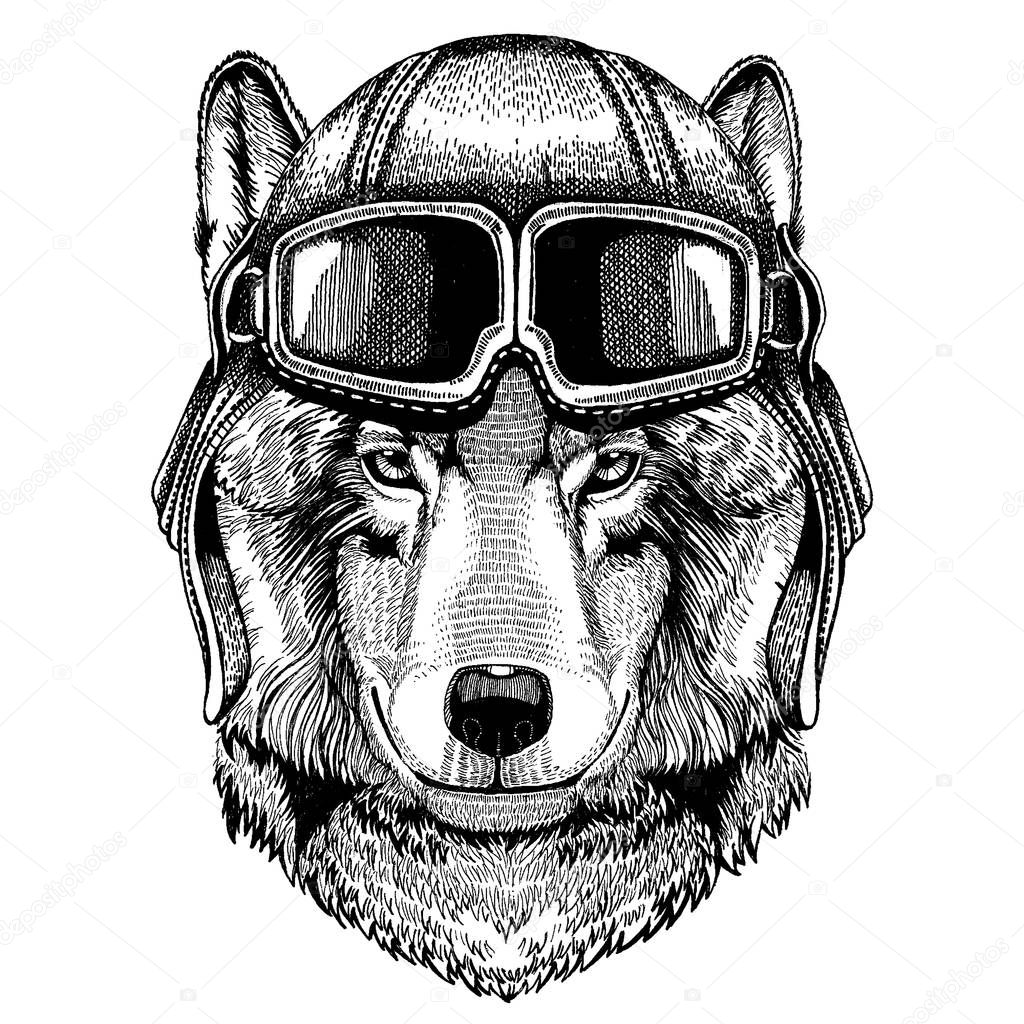 Animal wearing aviator helmet with glasses. Vector picture. Wolf, dog. Hand drawn image for tattoo, emblem, badge, logo, patch