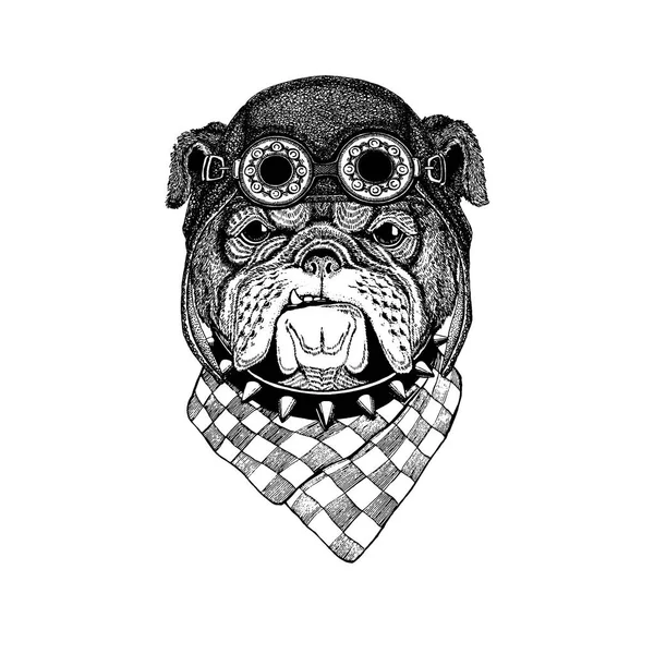Lindo animal con motocicleta, casco de aviador Bulldog Imagen vintage dibujada a mano para camiseta, tatuaje, emblema, insignia, logotipo, parche — Archivo Imágenes Vectoriales