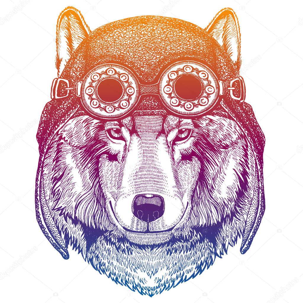 Wolf, dog wearing vintage aviator leather helmet. Image in retro style. Flying club or motorcycle biker emblem. Vector illustration, print for tee shirt, badge logo patch