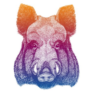 Yaban domuzu kafası. Domuz portresi, Azrail. Amblem için maskot, logo. Domuz suratlı..
