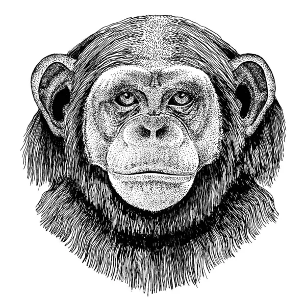 Šimpanzi, Opičáku. Divoké zvíře k tetování, plakát do školky, dětské tričko, oblečení, plakáty, znak, odznak, logo, náplast — Stockový vektor