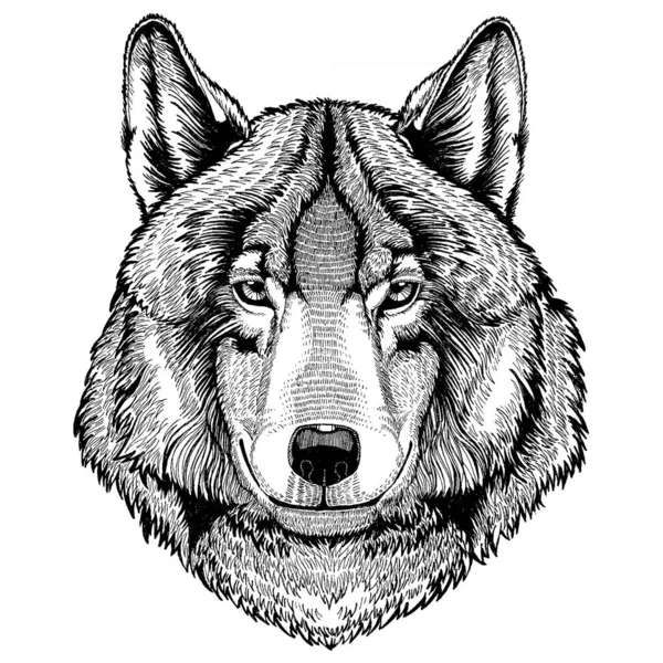 Lobo, cão. Animal selvagem para tatuagem, cartaz do berçário, tee das crianças, roupa, cartazes, emblema, emblema, logotipo, remendo —  Vetores de Stock