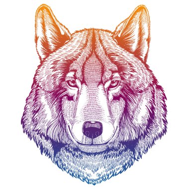 Wild wolf. Animal head. Portrait of dangerours beast. Hunter face. Realistic vector illustration. clipart