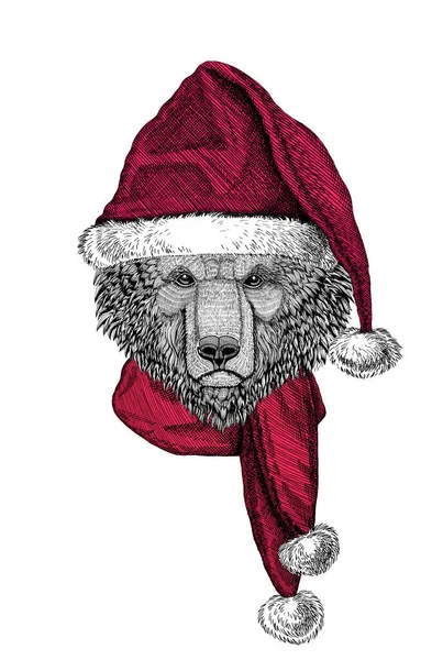 Ritratto di orso selvatico con cappello di Babbo Natale Chrismtas — Foto Stock