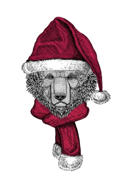 Porträt des wilden Bären mit Weihnachtsmütze — Stockfoto