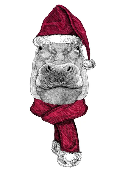 Portrait d'Hippopotame portant le chapeau du Père Noël Chrismtas — Photo