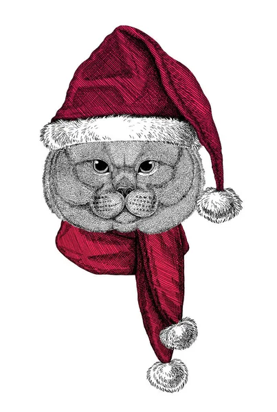 イギリスのショートヘアの猫の肖像,スコティッシュクリスマスサンタクロースの帽子を身に着けている猫を折る — ストック写真