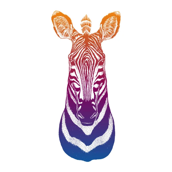Zebra. Vahşi bir Afrika hayvanının tasviri. Safari posteri, çocuk odası dekoru.. — Stok Vektör