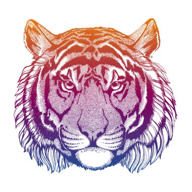 Kaplan. Beyaz arka planda izole edilmiş güçlü bir hayvan. Vahşi kedinin çizgi film portresi. Sevimli canavar ve yırtıcı hayvan dövmesi, posteri, baskısı. Cool vektör tasarımı illüstrasyonu.