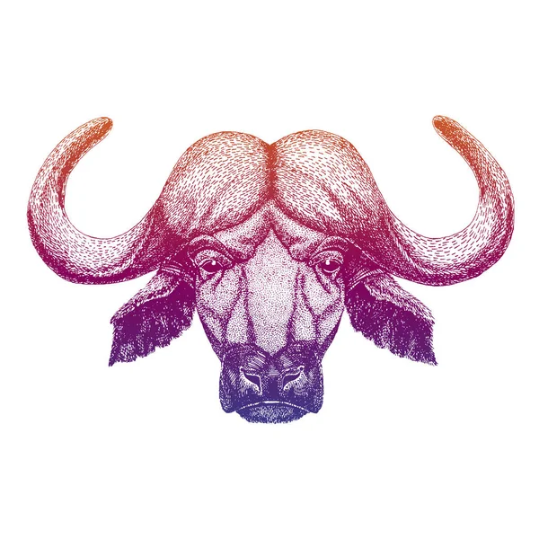 Búfalo, toro, buey. Ilustración dibujada a mano para tatuaje, emblema, insignia, logotipo, parche, camiseta — Vector de stock