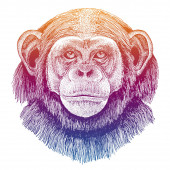 Картина, постер, плакат, фотообои "chimpanzee, monkey. hand drawn illustration for tattoo, emblem, badge, logo, patch t-shirt.", артикул 343175230