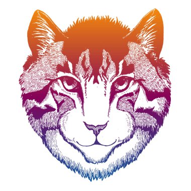 Beyaz arka planda izole edilmiş büyük kulaklı sevimli kedi yavrusu. Kedi portresi. Cool vektör tasarımı illüstrasyonu.