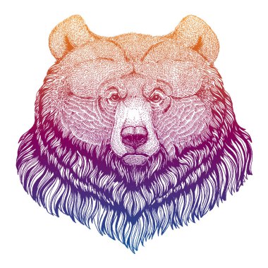 Boz ayı. Büyük vahşi hayvan portresi. Dövme, tişört, amblem, rozet, logo, yama için el çizimi resim.