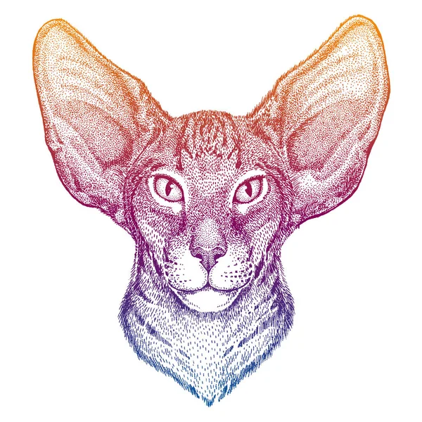 Aranyos cica nagy fülekkel elszigetelt fehér háttér. Macska portré. Hűvös vektor tervezési illusztráció. — Stock Vector