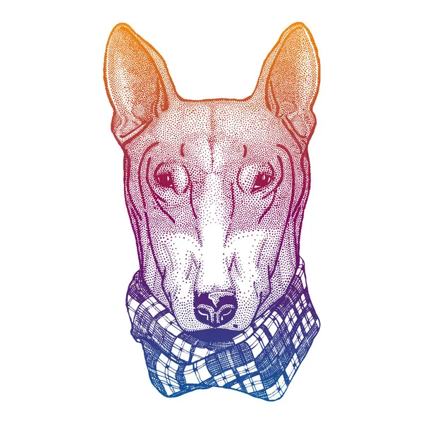 Perro, pitbull. Retrato animal para tee, carteles de vivero. Imagen dibujada a mano para tatuaje, camiseta, emblema, insignia, logotipo, parche . — Vector de stock