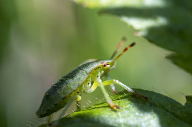 Macro photo of green shield bug. Palomena prasina . Forest insect.