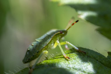 Macro photo of green shield bug. Palomena prasina . Forest insect.