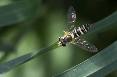 Hoverfly, flower fly or syrphid flies Macro photo of insect family Syrphidae
