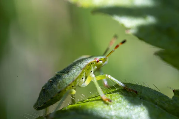 Macro photo of green shield bug. Palomena prasina . Forest insect. — Stockfoto