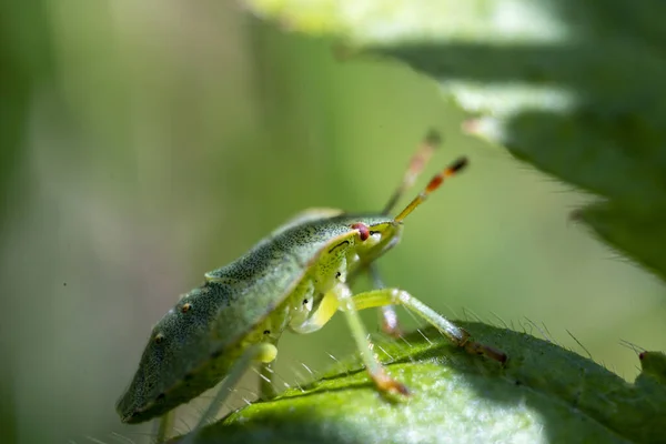 Macro photo of green shield bug. Palomena prasina . Forest insect.