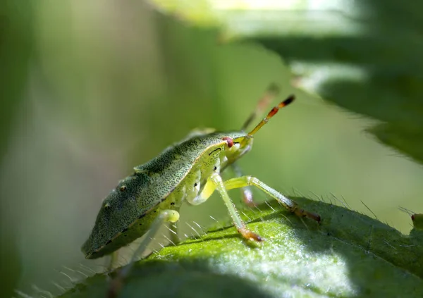 Macro photo of green shield bug. Palomena prasina . Forest insect. — Stockfoto