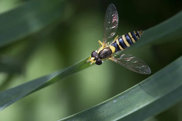 Hoverfly, flower fly or syrphid flies Macro photo of insect family Syrphidae — 스톡 사진