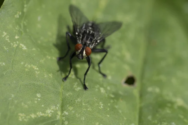 매크로의 곤충 사진. 여름 목초지에서 검은 파리. — 스톡 사진
