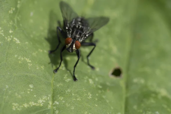 매크로의 곤충 사진. 여름 목초지에서 검은 파리. — 스톡 사진