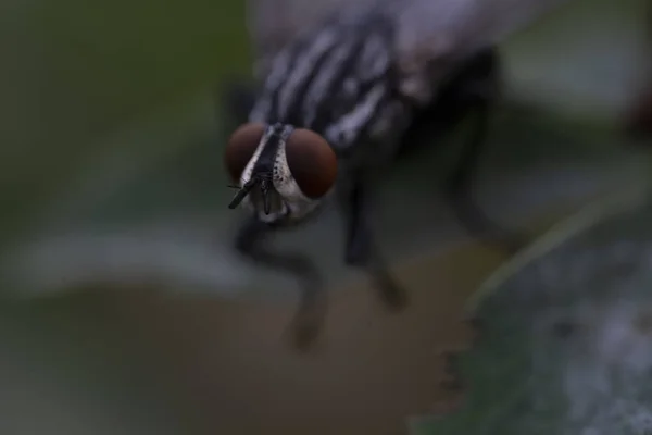 Makroaufnahme von Insekten. Schwarze Fliege auf Sommerwiese. — Stockfoto