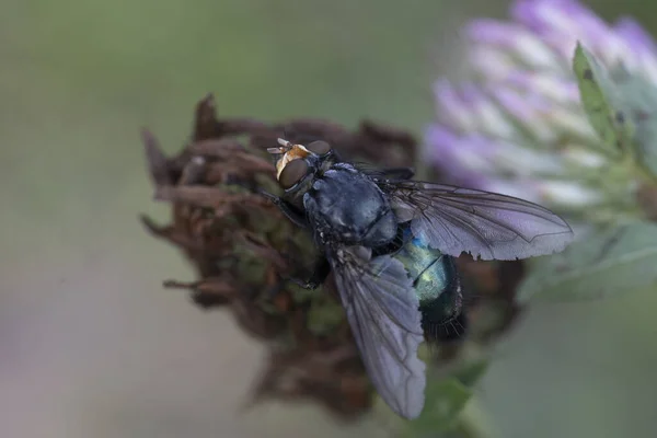 Macro photo of insect. Green fly on summer meadow. Clover. — 스톡 사진