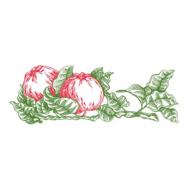 Çiçekler ve elmalar. Vektör resmi. Düğün davetiyesi şablonu, ekoloji konsepti, vejetaryen yemeği, kafe, restoran, elma suyu paketi için illüstrasyon