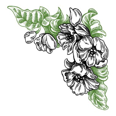 Çiçekler ve elmalar. Vektör resmi. Düğün davetiyesi şablonu, ekoloji konsepti, vejetaryen yemeği, kafe, restoran, elma suyu paketi için illüstrasyon